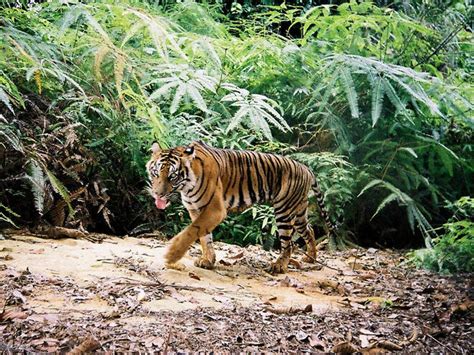 Sumatran Tiger Habitat