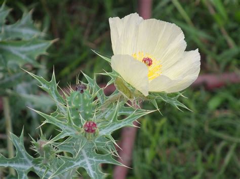 Papaveraceae [Family] - Images