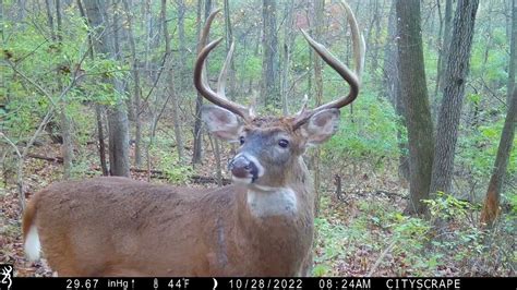 Browning Trail Cameras - Giant 8 Point Buck - YouTube