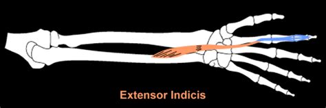 Extensor Indicis – Definition, Origin, Proprius, Function and Pictures ...