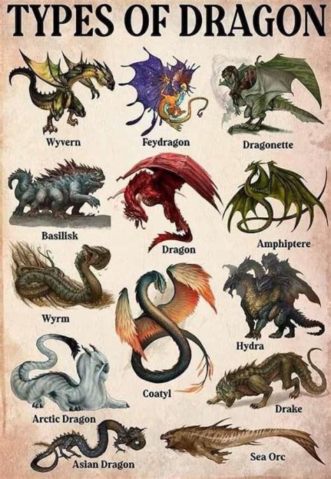 Different types of dragons. : r/coolguides