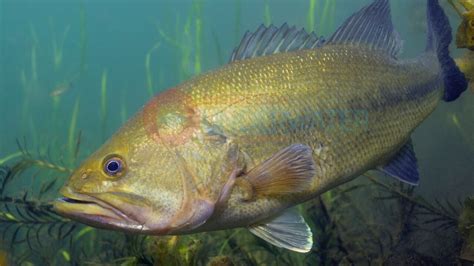 Largemouth Bass Underwater Footage-Engbretson Underwater Photography ...