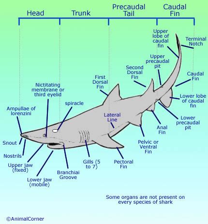 shark parts diagram - SeharishAylin