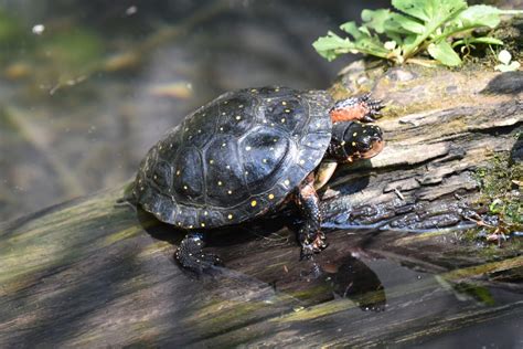 Animal Facts: Spotted turtle | Canadian Geographic