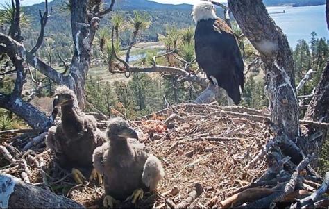 Big Bear bald eagle chicks named ‘Cookie’ and ‘Simba’ by Southern ...