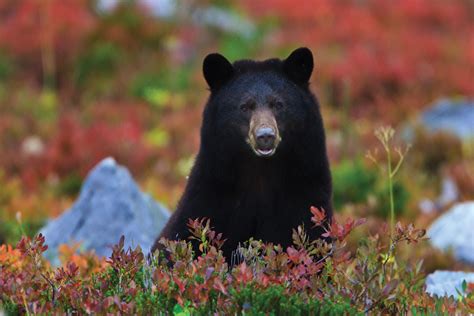 American Black Bear Habitat