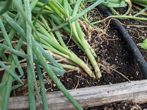 How to harvest and store onions | Sage's Acre