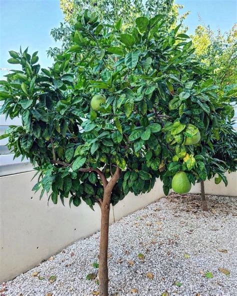 How to Grow Pomelo | Growing Guide