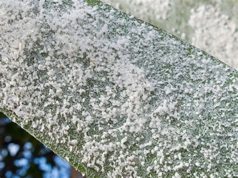 Woolly Aphid Control: How To Get Rid Of Woolly Aphids