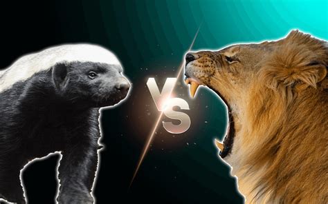 Honey Badger Vs Lion Fight Comparison, Who Would Win - Known Pets