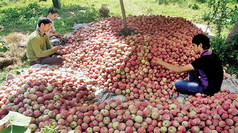 Kashmiri apples, now infused with a touch of Europe