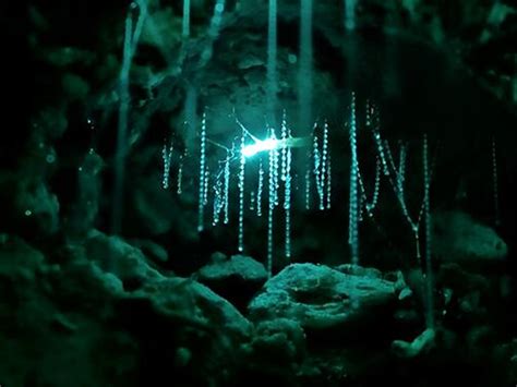 Your Guide to the Most Spectacular Glow Worm Caves in New Zealand ...