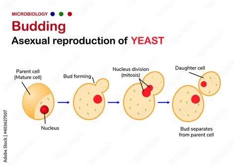 Vecteur Stock Microbiology diagram show step of budding in yeast as ...