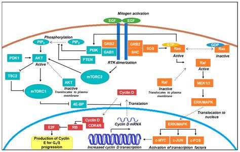 Proliferation and Apoptosis Pathways and Factors in Oral Squamous Cell ...