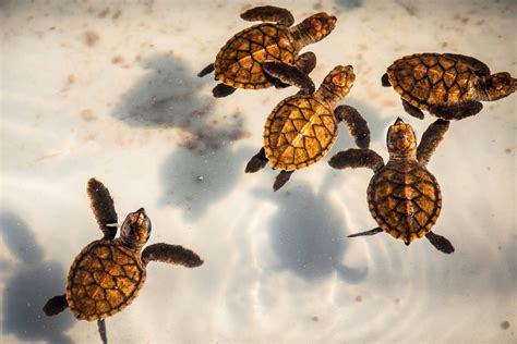 Download Terrapin Water Turtle Babies Swimming Photography Wallpaper ...