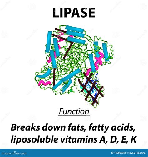 Lipase Enzyme Structure