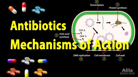 Penicillin Mechanism Of Action Animation