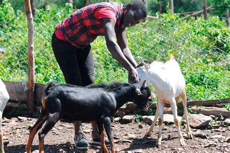 Goat farmer takes the road not known and reaps big | Nation