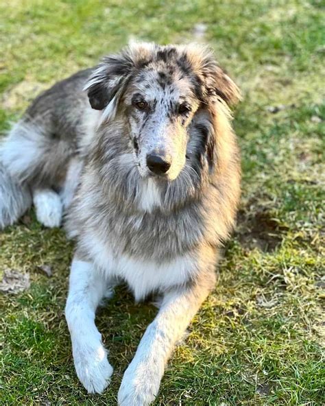 Great Pyrenees Australian Shepherd Mix (Facts & Pictures)