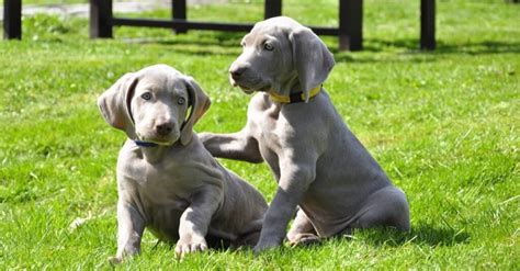 Training Your Weimaraner: Best Tips, Common Mistakes, and More! - A-Z ...