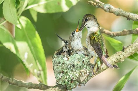 Hummingbird Nests: What You Should Know - Birds and Blooms