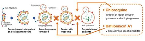 Autophagy Watch – Caltag Medsystems