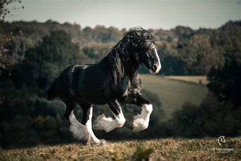 The rare Shire Horse horse — Forgotten Horses by The Pixel Nomad