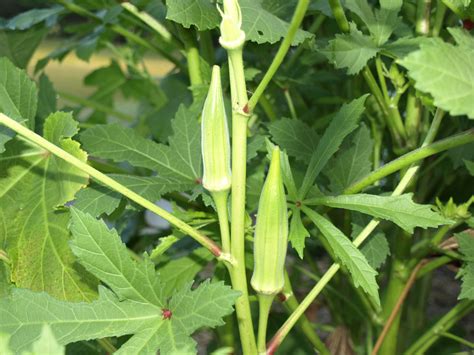 Okra | Home & Garden Information Center