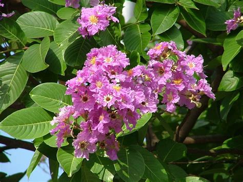 INSF Maharashtra: Tamhini, Jarul. Lagerstroemia speciosa ...