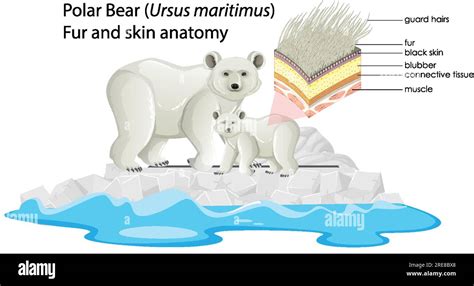 Polar bear fur and skin anatomy illustration Stock Vector Image & Art ...