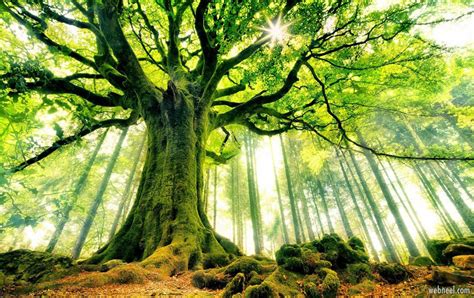 40 Beautiful Tree Photography examples from around the world