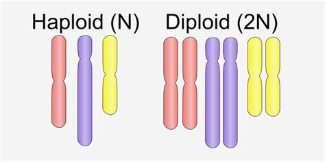 70 Awesome Haploid Definition In Biology Insectpedia | Free Download ...