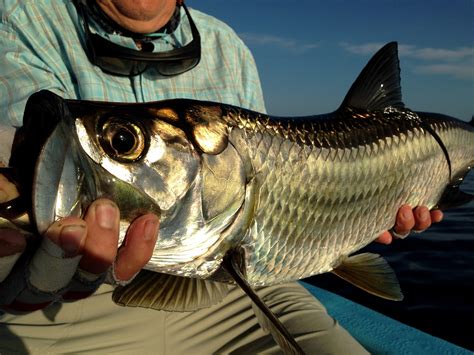 Fly Fishing for Tarpon: A 101 Guide - blog.fishwest.com