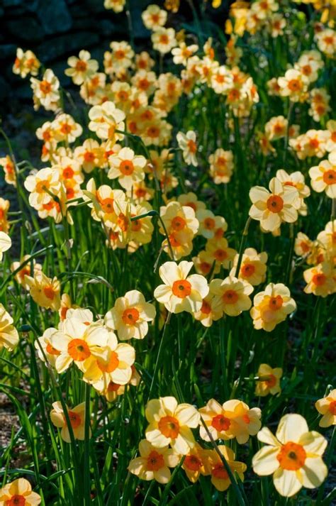 Kedron Daffodil Bulbs | Always Wholesale Pricing | Colorblends®