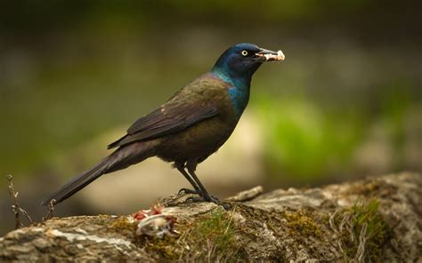 Common Grackle | Audubon Field Guide