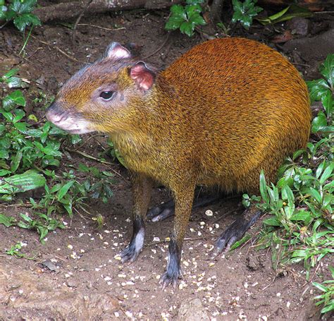 Rodents With Exploding Butts - The Agouti - AkumalNow