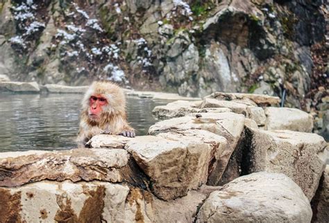 Nagano Snow Monkeys - how to visit Jigokudani Monkey Park - CK Travels