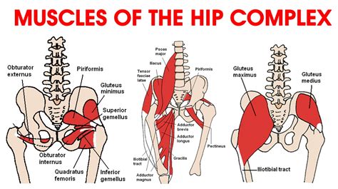 Hip Muscles Diagram : Anatomy | Surgical technician, Hip muscles ...