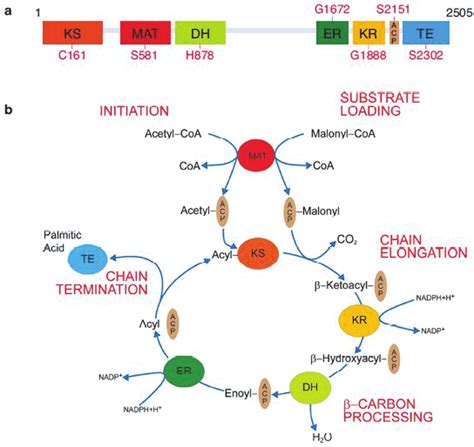 The structure of FASN gene and the fatty acid synthesis cycle. (a) The ...