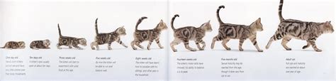 Find out all the details at what age do cats stop growing? These are ...