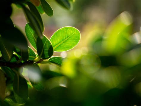 Banyan Tree Leaves Stock Photos, Pictures & Royalty-Free Images - iStock