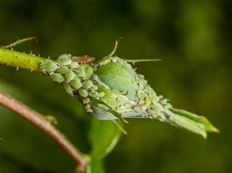 How to Get Rid of Aphids Naturally With 4 Treatments That Work | Garden ...