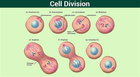 Cell Division- Mitosis,Meiosis And Different Phases Of Cell Cycle