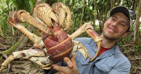 Coconut Crab: The Massive Bird-Eating Crustacean Of The Indo-Pacific