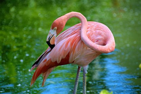 Wild Flamingos Found in Wisconsin: First Time in State History