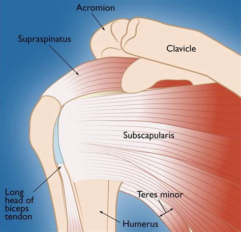 Rotator Cuff Tears - OrthoInfo - AAOS