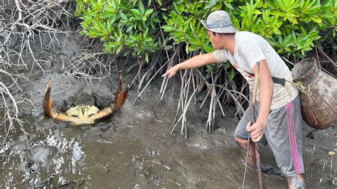 Hunting Giant Mud Crabs In The Sea after Sea Water Go Down ...