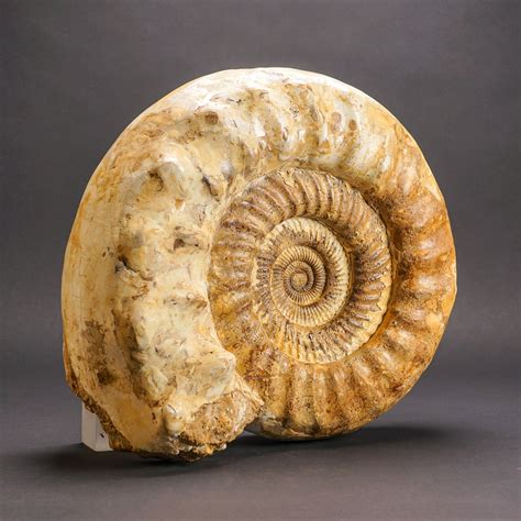 Giant Ammonite Fossil - Astro Gallery - Touch of Modern