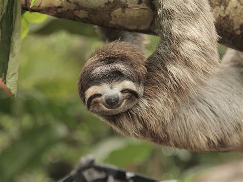 Come closer. Like a thousand miles closer. | Sloth, Pictures of sloths ...