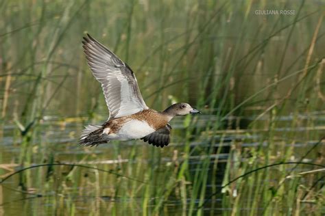 female-american-wigeon | paulrossibirds